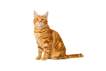Orange tabby cat with amber eyes sitting upright showing warm ginger coloring and bold stripe patterns, isolated on a transparent background