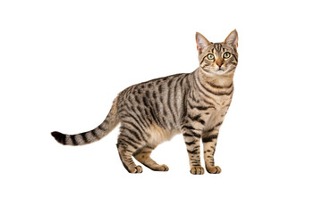Brown tabby cat with green eyes standing sideways displaying full body profile and distinctive striped coat pattern, isolated on a transparent background