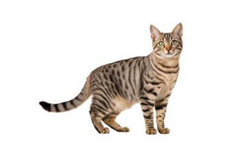 Brown tabby cat with green eyes standing sideways displaying full body profile and distinctive striped coat pattern, isolated on a transparent background