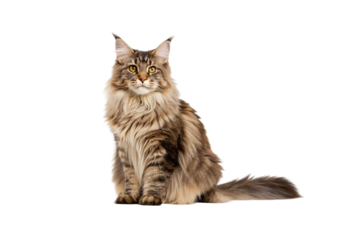 Long-haired Maine Coon cat with tufted ears sitting upright displaying fluffy coat and majestic appearance, isolated on a transparent background