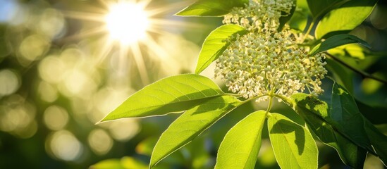 Sunlit blossoms and leaves