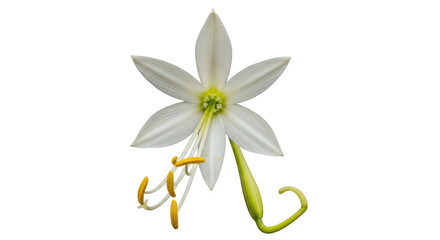 Isolated Lily