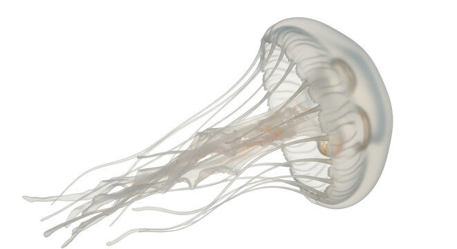 Isolated Jellyfish