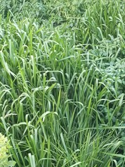 close up of green grass