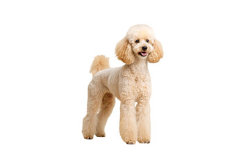 Light cream poodle with rounded fluffy head and curly body coat in classic style, isolated on a transparent background