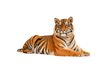 Regal orange tiger with black stripes lying down in sphinx-like pose facing camera, isolated on a transparent background