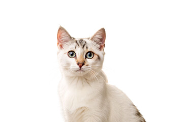Young silver tabby kitten with green eyes and white chest, isolated on a transparent background