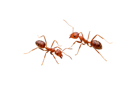 Two red ants with segmented bodies and long antennae facing each other, isolated on a transparent background
