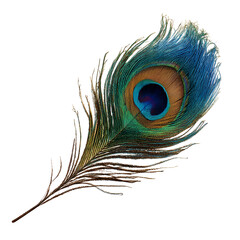 peacock feather isolated on transparent background cutout.