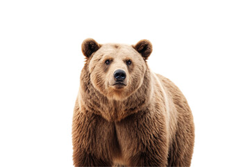 Obraz premium Majestic brown bear standing upright, gazing directly forward with thick fur and powerful presence, isolated on a transparent background