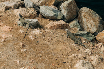 Iguanas basking on rocky shoreline by the water during a sunny day in a tropical location