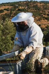 Beekeeper opening beehive on a sunny day