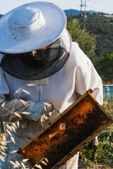 Beekeeper holding honeycomb frame with bees working in apiary