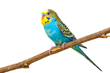 Colorful budgerigar parakeet with blue body and yellow head perched on wooden branch, isolated on a transparent background