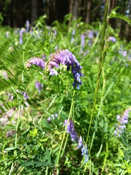 Zaunwicke, Vicia sepium, mit vielen, lila Bl&uuml;ten im Fr&uuml;hling