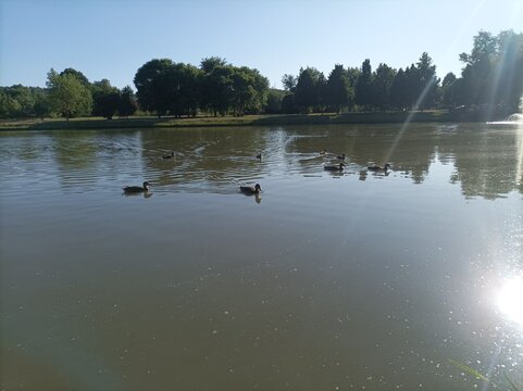 ducks on the lake