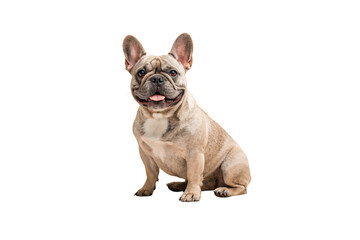 Cream colored French Bulldog sitting in relaxed pose with wrinkled face, isolated on a transparent background