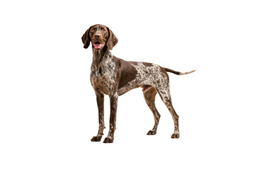 German Shorthaired Pointer standing confidently, brown and white spotted coat, athletic stance, isolated on a transparent background
