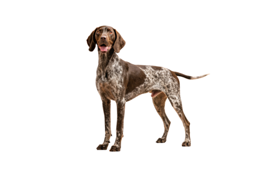 German Shorthaired Pointer standing confidently, brown and white spotted coat, athletic stance, isolated on a transparent background