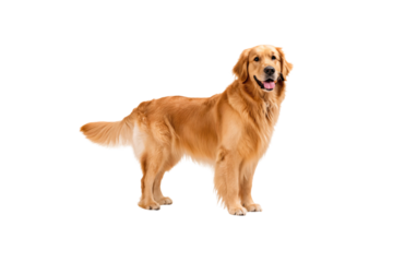Golden Retriever standing sideways, golden coat, friendly face, medium-large size, happy expression, isolated on a transparent background