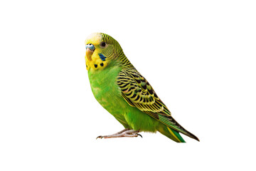Green Budgerigar Parakeet Perched With