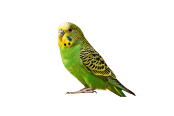 Green budgerigar parakeet perched with yellow head and black striped wing markings displaying, isolated on a transparent background