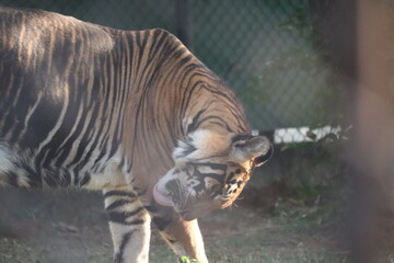 bengal tiger in zoo