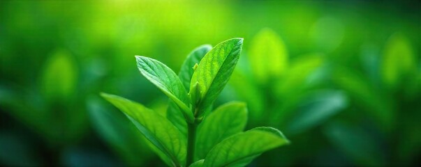 Vibrant Green Plant Close-Up Pulsating Leaves, Organic Energy, Natural Vitality, Wellbeing