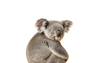 Adorable koala with fluffy gray fur winking playfully while in a relaxed pose, isolated on a transparent background
