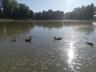 ducks on the lake
