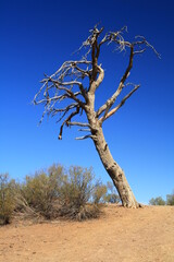death tree in the outback