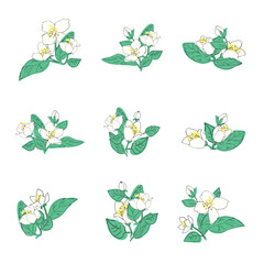 Vector set with jasmine flowers and green leaves. Floral illustration.