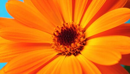 Radiant Orange Blossom: A close-up view of a vibrant orange flower, showcasing its delicate petals and intricate details in a burst of warm color.