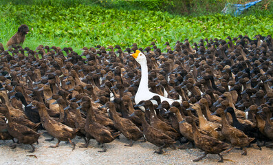 Duck herds,duck chase field,selective focus in Thailand