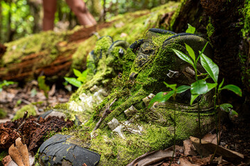 A pair of dirty shoes covered in moss and leaves. The shoes are on a log in the forest