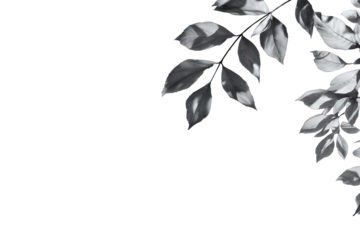 Gray leaves, dark background