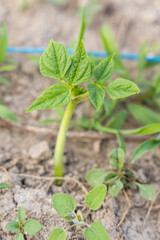 A tiny bean plant with green leaves is growing on a black plastic sheet. The plant is in a pot and...