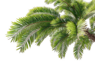 Fototapeta premium Close-up of vibrant palm fronds (1)