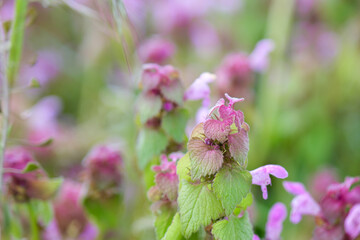 Pink wildflower blooming with blurred background in spring meadow. floral closeup. soft scene.