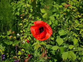 red poppy blooms in summer