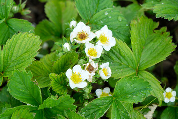 Close-up of strawberry flowers and leaves in natural setting. spring bloom. garden detail.