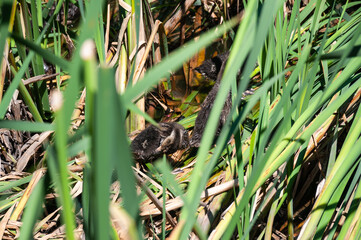 The ducklings hid among the reeds and aquatic plants in the lake