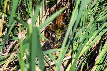 The ducklings hid among the reeds and aquatic plants in the lake