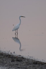 a white stork in the rice fields looking for food
