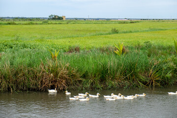 Duck Farming for Meat and Egg Production in Vietnam