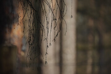 Silhouette von Zweigen vor dunklem Wald