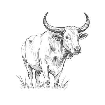 Kouprey &ndash; Bos sauvel. A hand-sketched bull figure with curved horns standing on grassy terrain. The illustration captures detailed texture and shading on a white background, representing farm 
