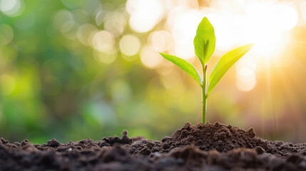 A small green plant is growing in the dirt
