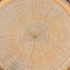 Close-up of Tree Rings Natural Wood Texture