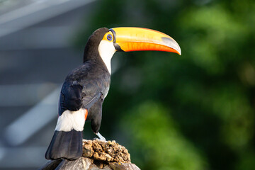 Tucano